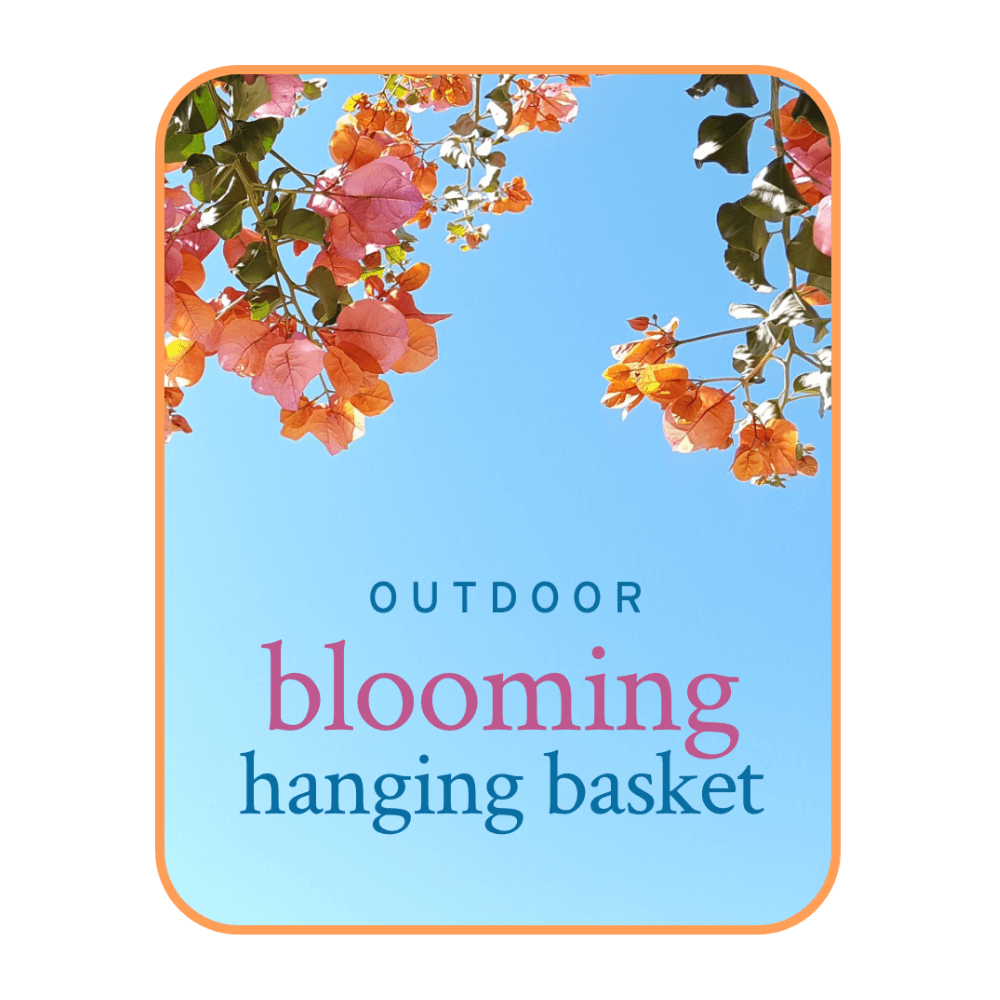 Flowers are always the best gift to bring a smile to someone's face. A blooming hanging basket is a perfect choice for gift delivery. Keep your home looking beautiful with a blooming hanging basket from your premier local florist!