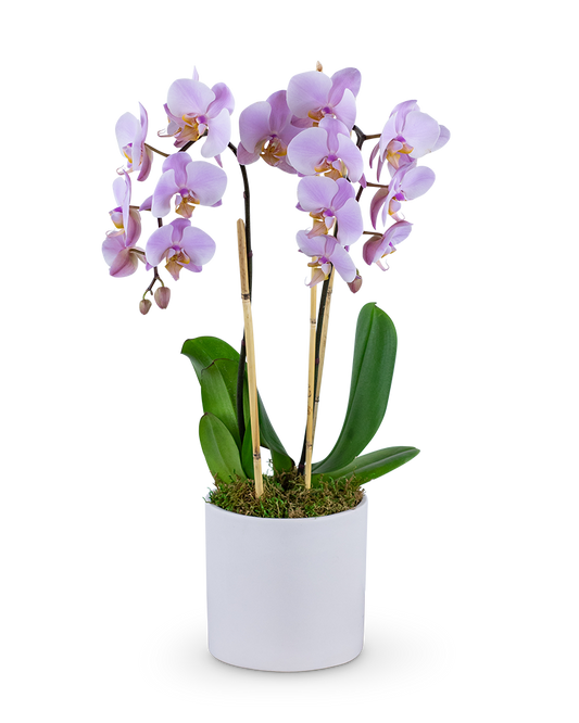 Our Phalaenopsis Orchid features a Phalaenopsis orchid plant in a ceramic container and makes a perfect gift. It's easy to care for and adds beauty and elegance to any home or office.