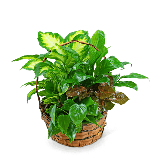Bring the outdoors inside with our medium dish garden! This assortment of lush green plants in a woven basket will be like having a garden in your home or office. A Planter Basket is a perfect way to say happy birthday, get well, or to send your sympathy. *Plant types may vary based on availability.