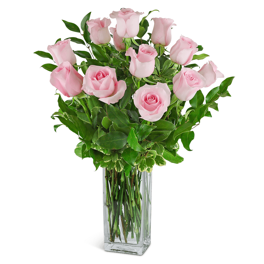 One Dozen Light Pink Roses – Julie's Fountain of Flowers One Dozen Light Pink Roses – Julie's Fountain of Flowers