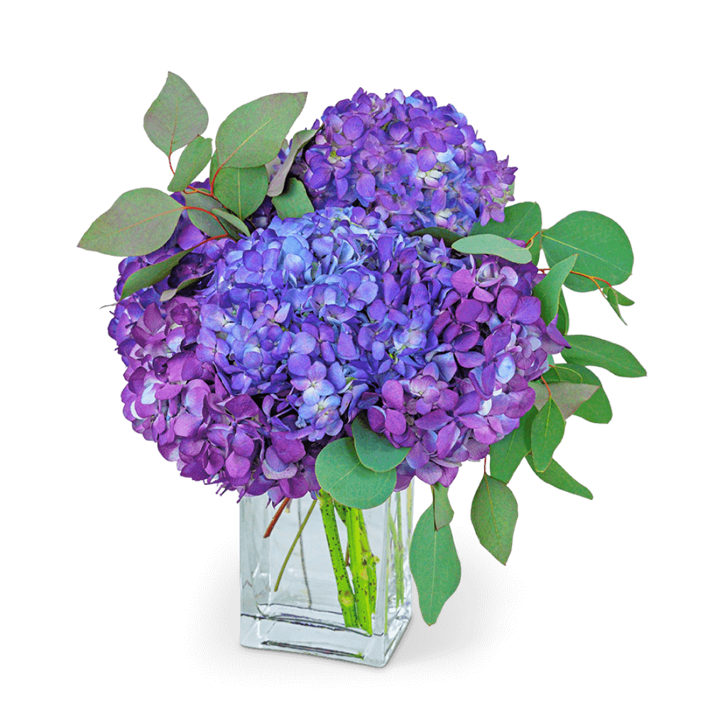 A beautiful bouquet with Hydrangeas is a classic and timeless flower arrangement for any occasion. French Countryside simply features beautifully purple-tinted Hydrangeas, accented with Eucalyptus, in a clear vase. Our Floral Shop specializes in local flower delivery, so let us make someone's day with our beautiful Hydrangea bouquet delivered right to their front door or office.