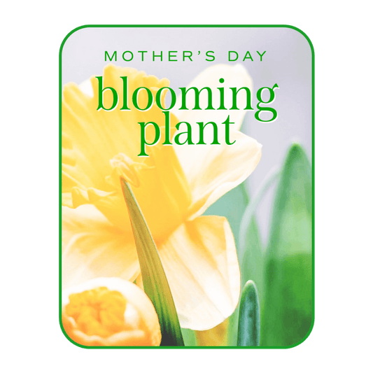 What better way to celebrate Mother's Day than with a beautiful blooming plant. A lovely blooming plant is a long-lasting gift that shows you care. We hand-pick the freshest plants available and deliver them on time. Send a beautiful potted plant or plant in a basket to Mom for her to enjoy for many days to come! A beautiful plant is a great gift for Mother's Day or any occasion.