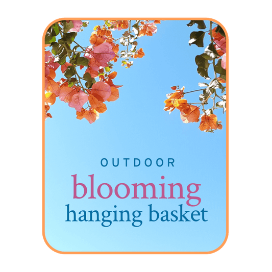 Flowers are always the best gift to bring a smile to someone's face. A blooming hanging basket is a perfect choice for gift delivery. Keep your home looking beautiful with a blooming hanging basket from your premier local florist!