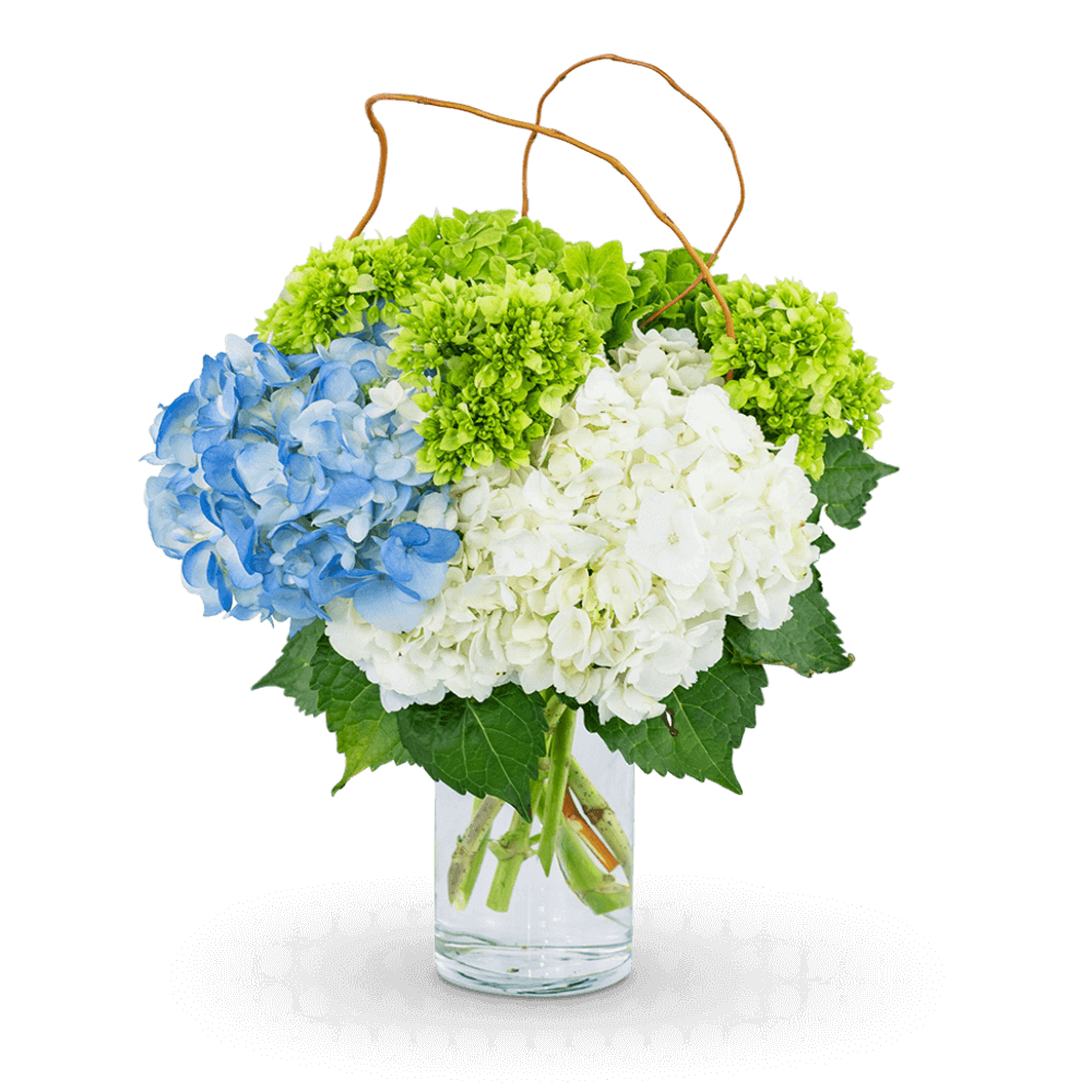Say it with Flowers! Hydrangea Perfection is the perfect design to warm up any home or office space. Blue, green, and white hydrangea with curly willow, artfully designed in a clear vase, will make the perfect accent to any room. You can't go wrong with this timeless look!