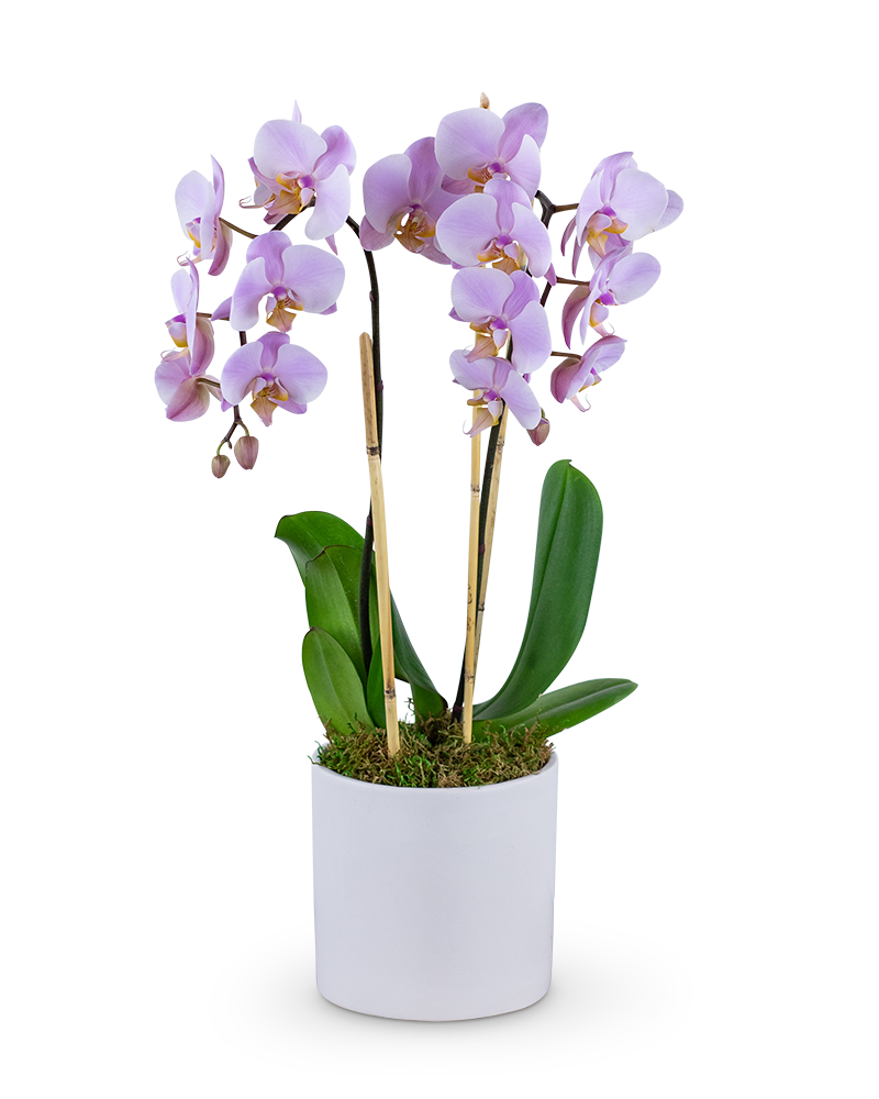 Our Phalaenopsis Orchid features a Phalaenopsis orchid plant in a ceramic container and makes a perfect gift. It's easy to care for and adds beauty and elegance to any home or office.