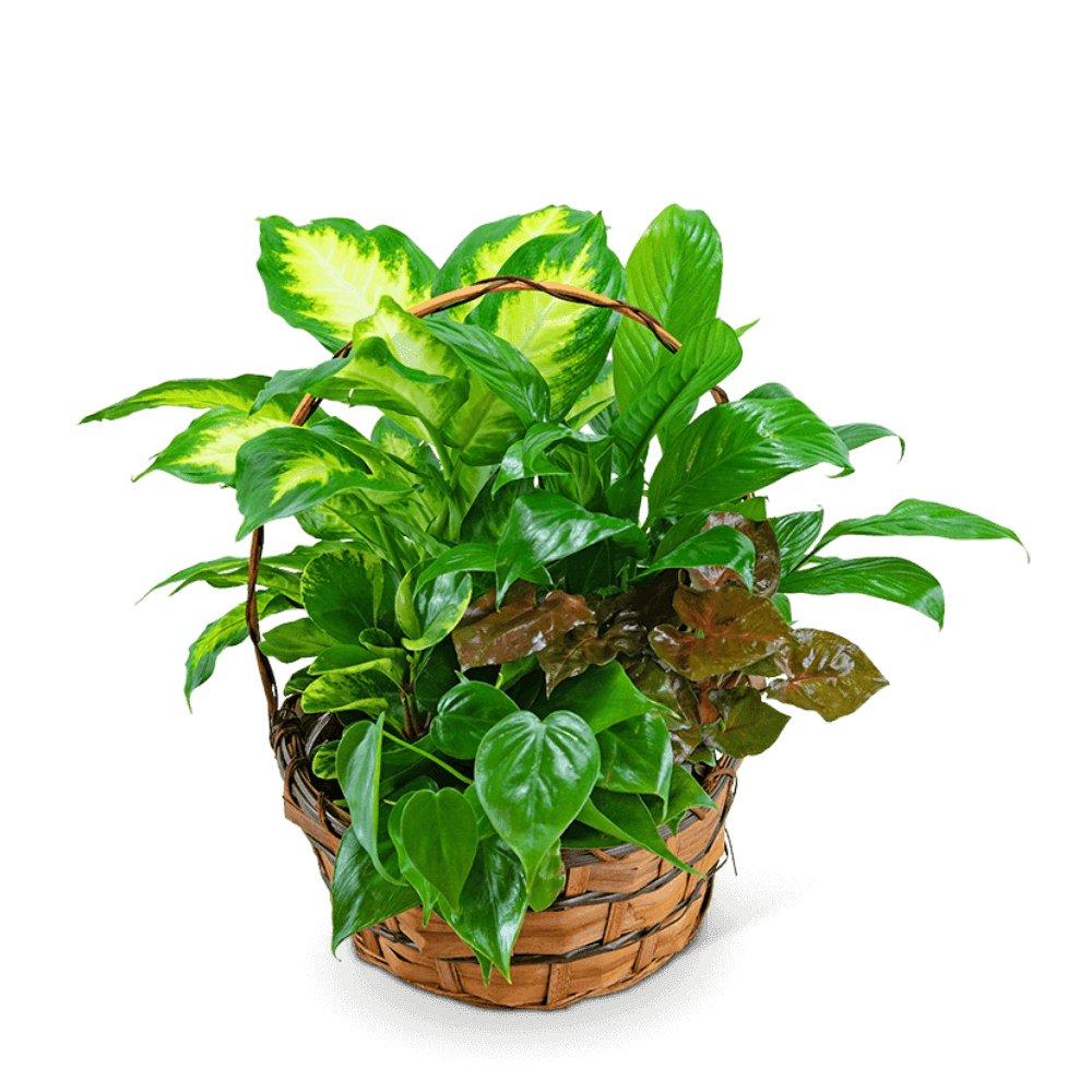 Bring the outdoors inside with our medium dish garden! This assortment of lush green plants in a woven basket will be like having a garden in your home or office. A Planter Basket is a perfect way to say happy birthday, get well, or to send your sympathy. *Plant types may vary based on availability.